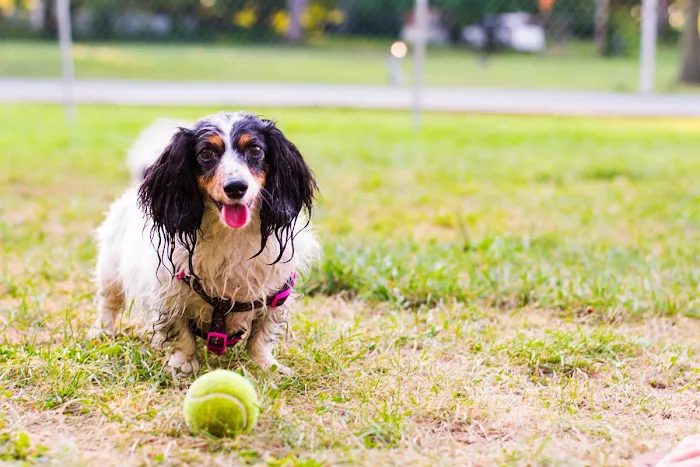 Jacksonville North / St. Marys KOA Holiday Picture 8