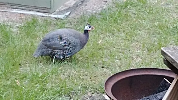 Country Oaks Campground & Rv Picture 5