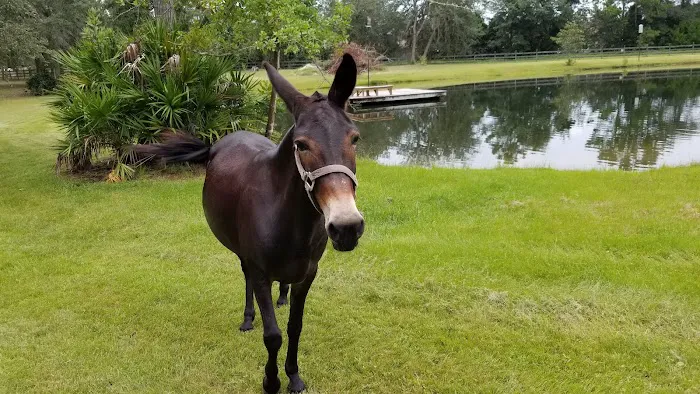 Country Oaks Campground & Rv Picture 10