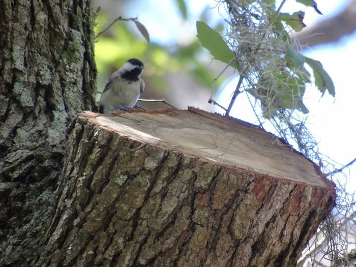 Bow & Arrow Campground Picture 1