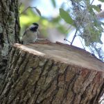 Bow & Arrow Campground