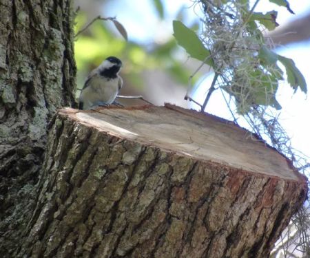 Bow & Arrow Campground