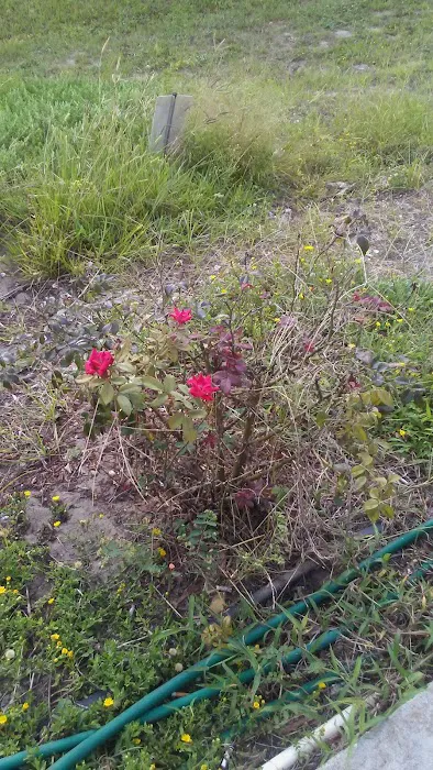 Bow & Arrow Campground Picture 9