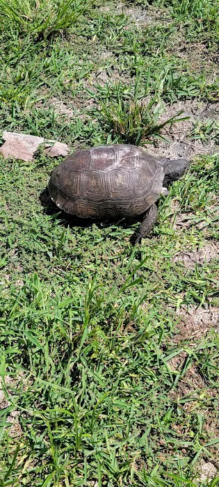 Amelia Beach Picture 4