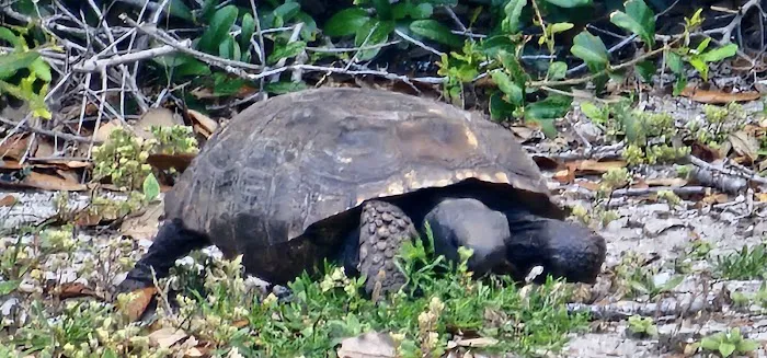 Amelia Beach Picture 5