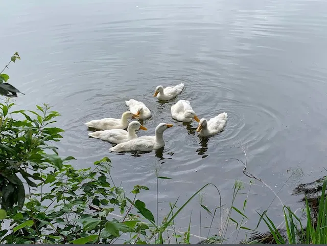 Tifton RV Park I-75 Picture 7