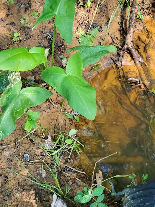 Hidden Springs Campground Picture 1