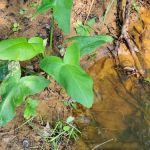 Hidden Springs Campground