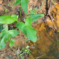 Hidden Springs Campground ico