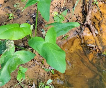 Hidden Springs Campground