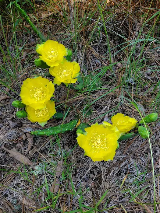 Hidden Springs Campground Picture 2