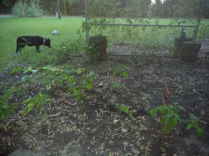 Windmill Acres Picture 8