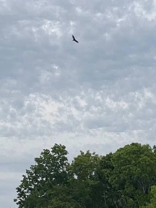 Vibro Rental Picture 1