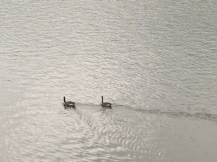 Vibro Rental Picture 6