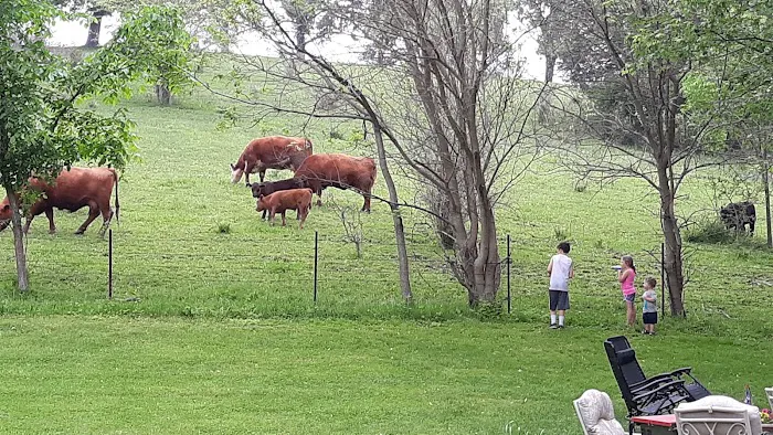 Yellowstone Lake Chalet Campground Picture 7