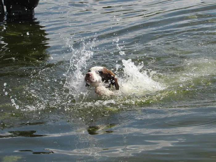 Hoard Curtis Scout Camp Picture 4