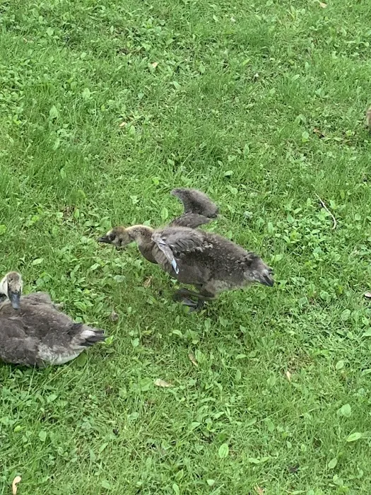 Babcock County Park Campground Picture 3