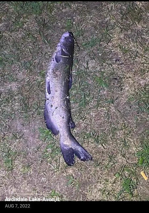 Avondale Lake Picture 3