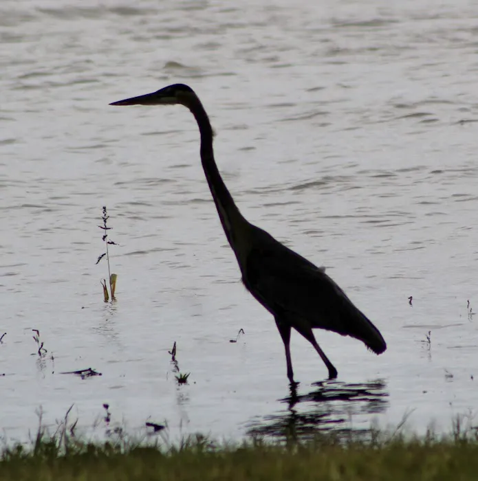 Anderson Lake Public Hunting Picture 5