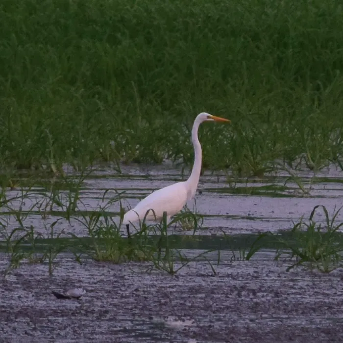 Anderson Lake Public Hunting Picture 9