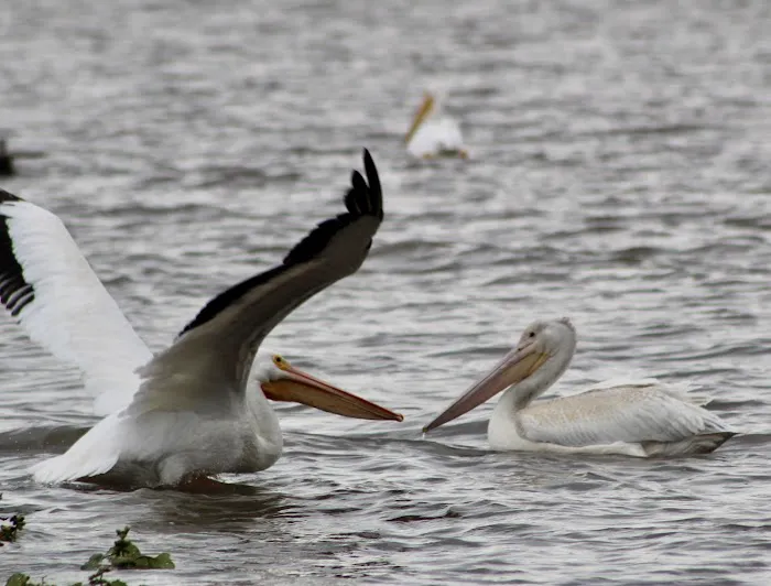 Anderson Lake Public Hunting Picture 4