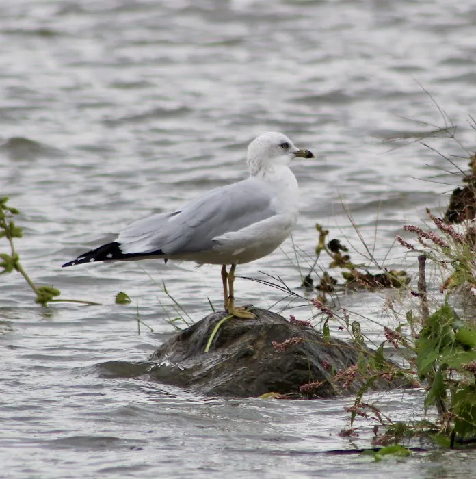 Anderson Lake Public Hunting Picture 6