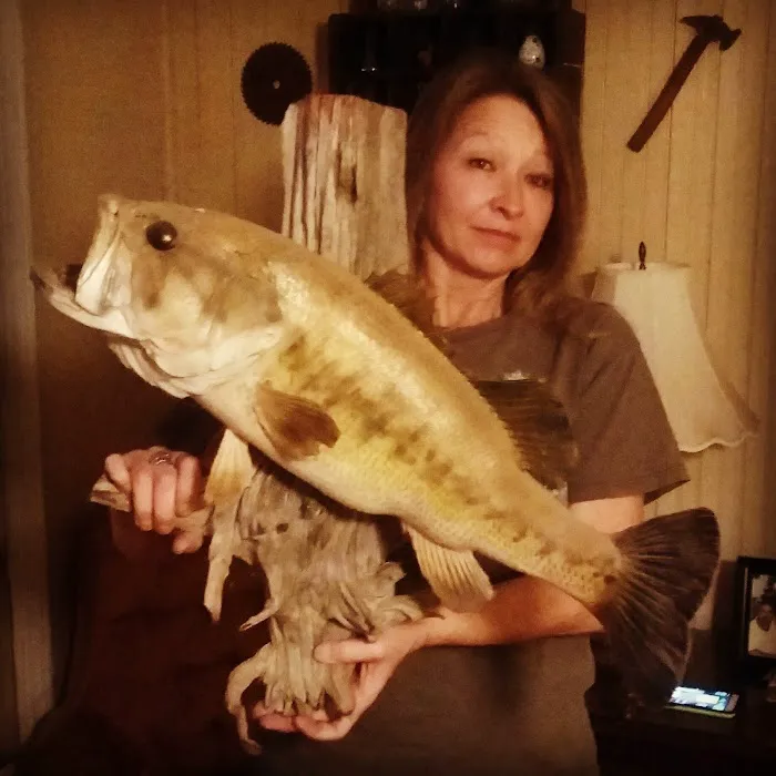 Britton Ford Campground Picture 9