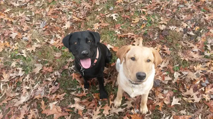 Goose Hollow Camp Ground & RV Picture 2