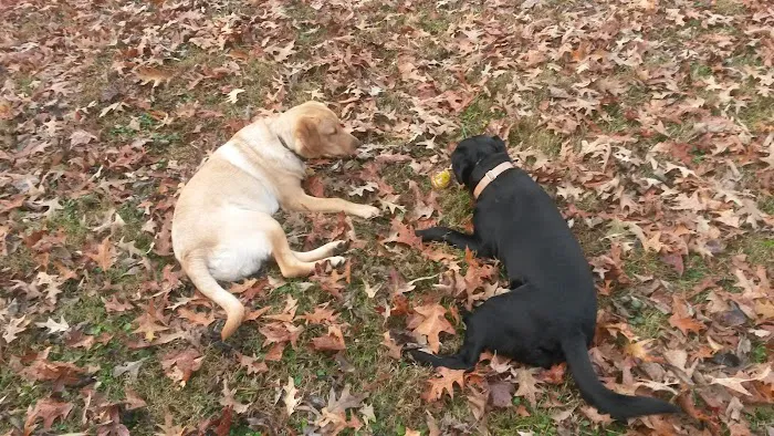 Goose Hollow Camp Ground & RV Picture 4