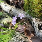 Tanglewood Campground and RV Resort