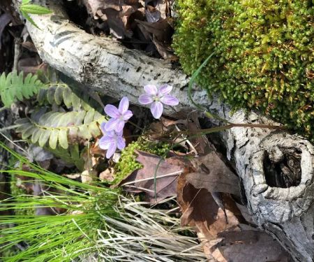 Tanglewood Campground and RV Resort