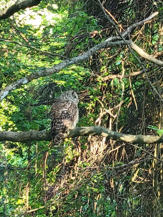 Giant City Class C Campground Picture 5