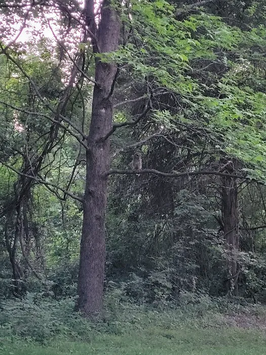 Giant City Class C Campground Picture 6