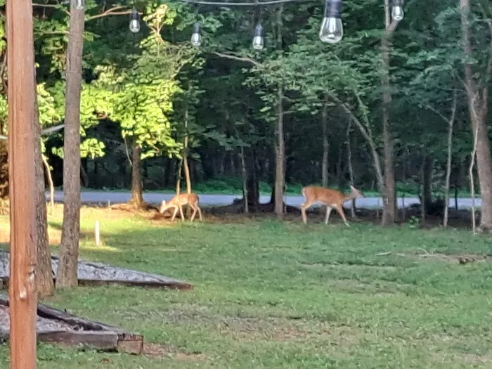 Taft Creek Campground Picture 2