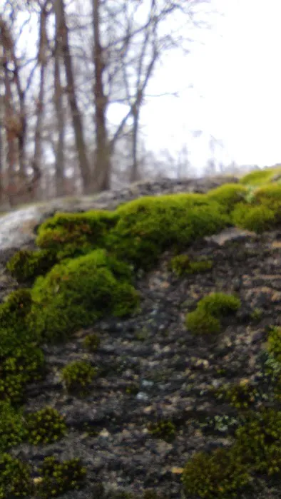 Birmingham Ferry Campground & Boat Ramp Picture 9