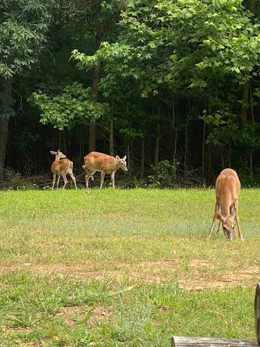 Sizzlin Sisters Campground Picture 1