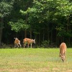 Sizzlin Sisters Campground