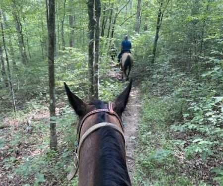 Laurel Hill Trail and Camp
