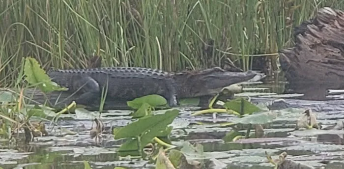 Floyds Island Cabin Picture 2