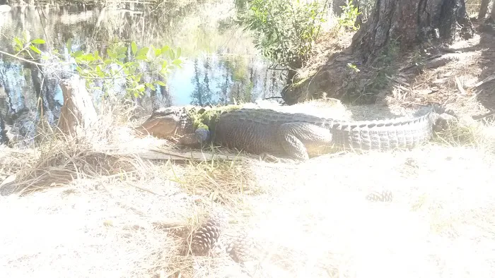 Coffee Bay Day Use Canoe Shelter Picture 5