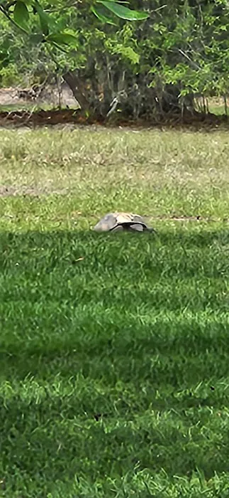 Reed Bingham State Park - Campground Picture 7