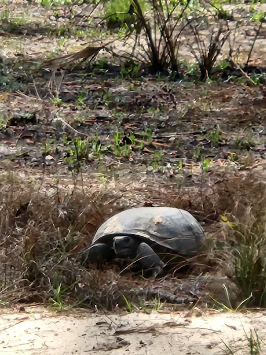 Reed Bingham State Park - Campground Picture 8