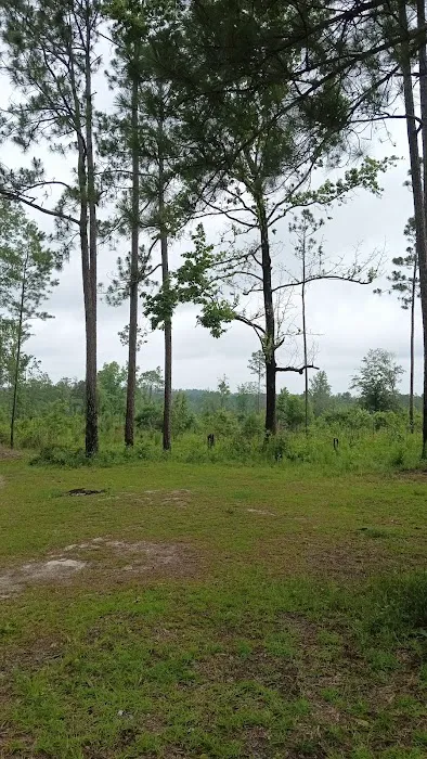 Tuskegee NF Tent Site #6 Picture 1