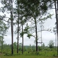 Tuskegee NF Tent Site #6 ico