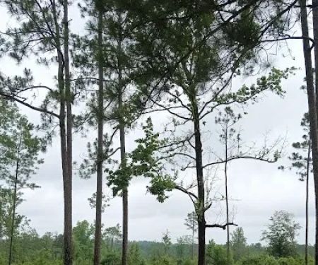 Tuskegee NF Tent Site #6