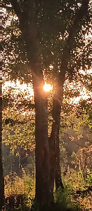 Tuskegee NF Tent Site #6 Picture 4