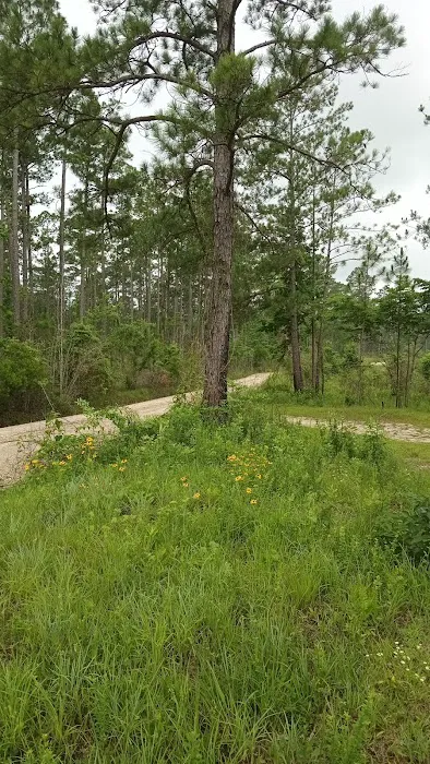 Tuskegee NF Tent Site #6 Picture 2