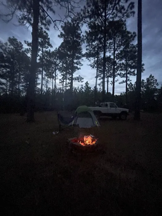 Tuskegee National Forest Campsite #11 Picture 5