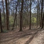 Tuskegee National Forest Campsite #1