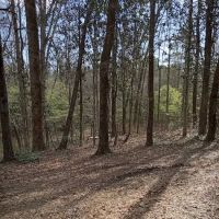 Tuskegee National Forest Campsite #1 ico